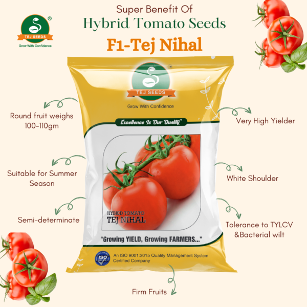 Hybrid Tomato F1-Tej Nihal - Image 2