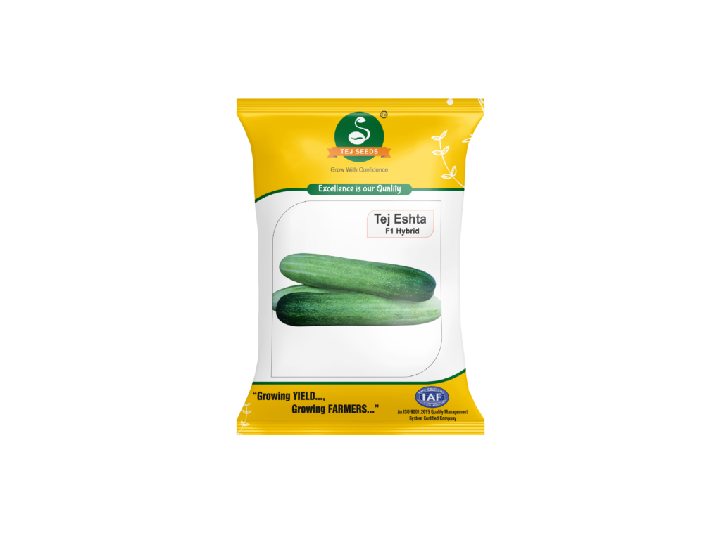 TEJ ESHTA F1 HYBRID CUCUMBER